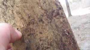 Хатсан 125 6.35мм. Пробитие полнотелыми 3.00г.