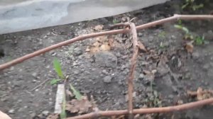 На винограднике начались роскрываться почки