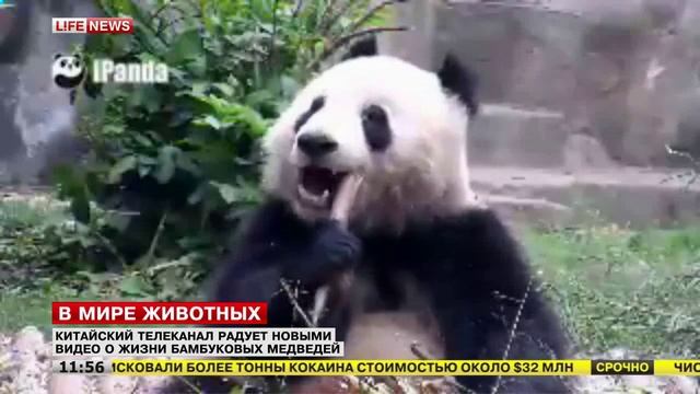 Китайский телеканал радует новыми видео о жизни панд смотреть онлайн