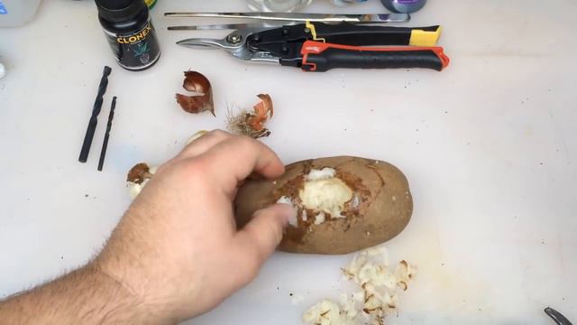 Plant A Tulip In A Potato and Watch It GROW!!! смотреть онлайн