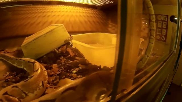 Королівський Пітон смотреть онлайн