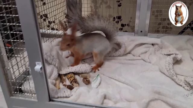 Как бельчонок реагирует на перемещение его вещей... ?? How does a squirrel react to moving things смотреть онлайн