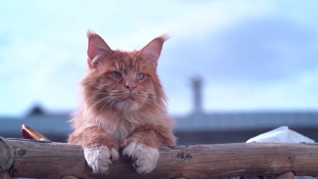 Monge Bwild для крупных кошек   инстинкт определяет выбор