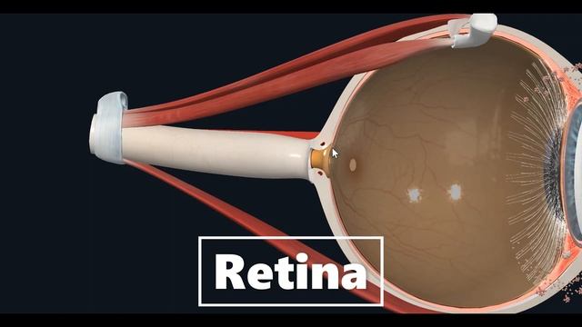 Anatomía Ocular смотреть онлайн