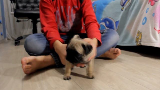 РОДИТЕЛИ ПОДАРИЛИ НАМ СОБАКУ!!! PARENTS PRESENT US A DOG смотреть онлайн