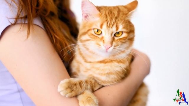 - Ваша? – принес мне сосед КОШЕЧКУ, сбежавшую от диетического питания