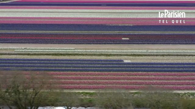 Fête des fleurs: des Jacinthes à perte de vue dans le Finistère смотреть онлайн