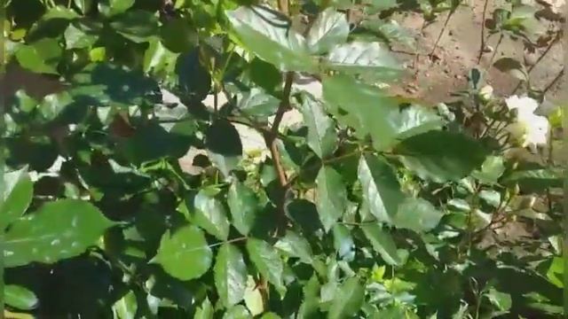 300.#Цветение роз только начинается,а вредителей уже сколько,чем буду обрабатывать свои розы? смотреть онлайн