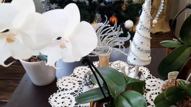 Первое цветение азиатских Биг Липов! смотреть онлайн