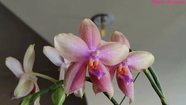 Фаленопсис ЛИОДОРО. Phal Sweet Memory “Liodoro”. Три цветения за 15 минут!