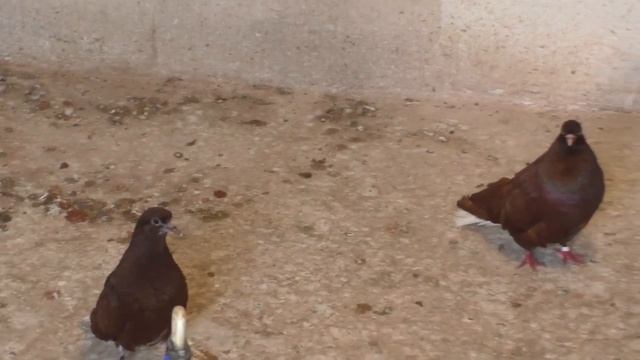 Красные белохвостые голуби ч 15 смотреть онлайн