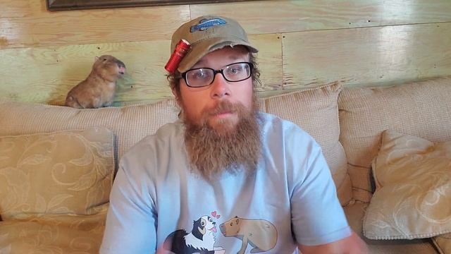 Capybara Memes смотреть онлайн