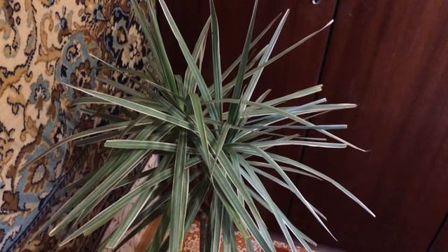 Драцена пестролистная при отключенных батареях) смотреть онлайн