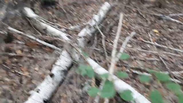 Белые грибы. Начало. Когда зацвел чабрец... смотреть онлайн