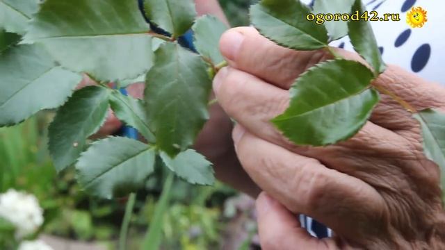 Уход за розами в саду. Правила успешного черенкования смотреть онлайн