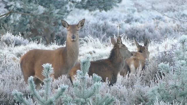 Зимнее вдохновение | Winter Inspiration