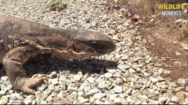 45 Insane Moments Komodo Dragon Attacks And Swallows All Prey In Sight смотреть онлайн