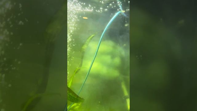 Как избавится от цветение или помутнение в аквариуме смотреть онлайн