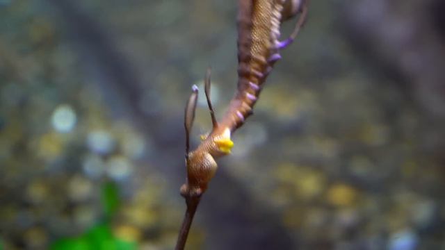 🐋🦈 WORLD'S BIGGEST AQUARIUM! 🐋🦈 Bucket List✔ смотреть онлайн