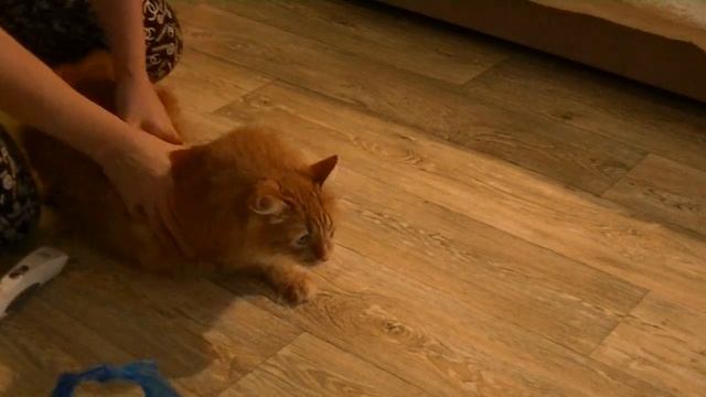 Стрижка котов. Матрёшка идёт на поправку смотреть онлайн
