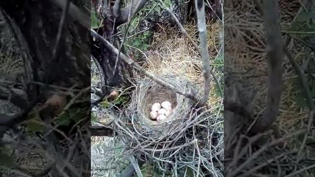 Гнездовья степных птиц. смотреть онлайн