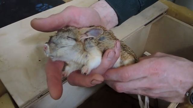 тушканчики, подъем! смотреть онлайн