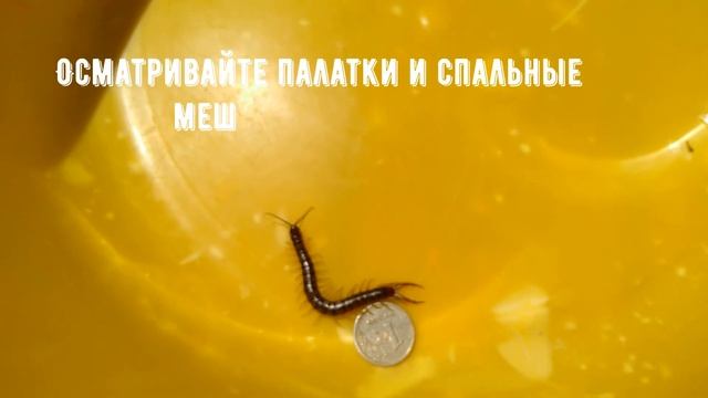 Крымская сколопендра смотреть онлайн