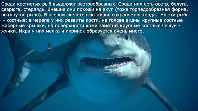 33. Основные систематические группы рыб. Биология 7 класс. Краткий пересказ. смотреть онлайн