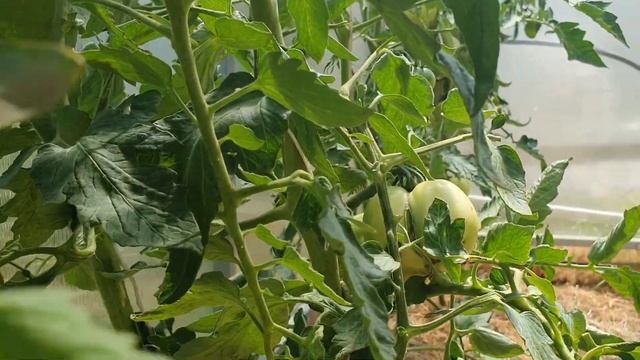 Томат МОНАСТЫРСКАЯ ТРАПЕЗА 2020г