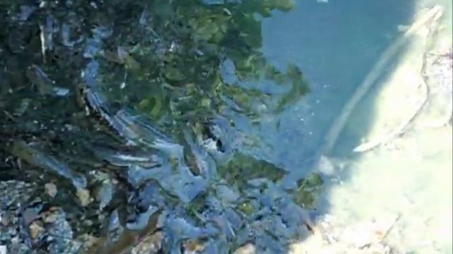 Рыба выбрасывается на берег смотреть онлайн