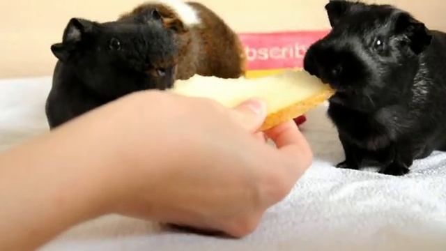 МОЖНО ЛИ МОРСКИМ СВИНКАМ АРБУЗ И ДЫНЮ?/SvinkiStar смотреть онлайн