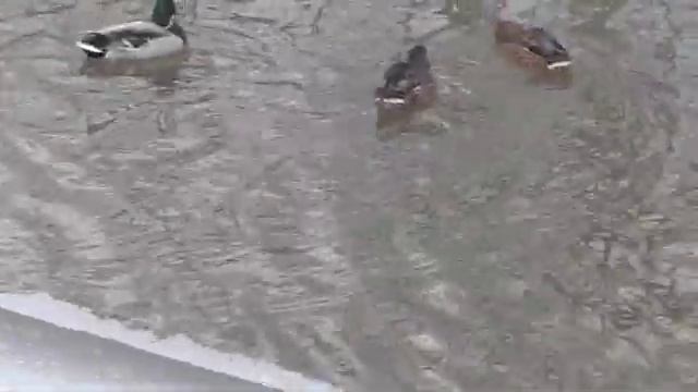 Дикие уточки#снова_появились_дикушки#любовь_диких_уточек# смотреть онлайн