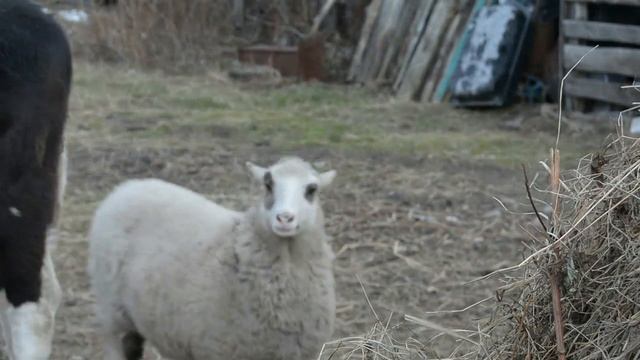Я БАРАН. Веселая песня смотреть онлайн