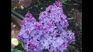 Рома Заря-Ночь