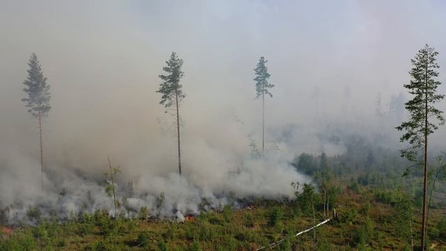 Лесные пожары в Карелии 2021. Сямозеро. смотреть онлайн