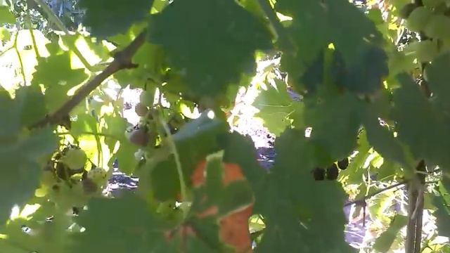 Правильное решение .Пять мудрецов заблудились в лесу ... смотреть онлайн