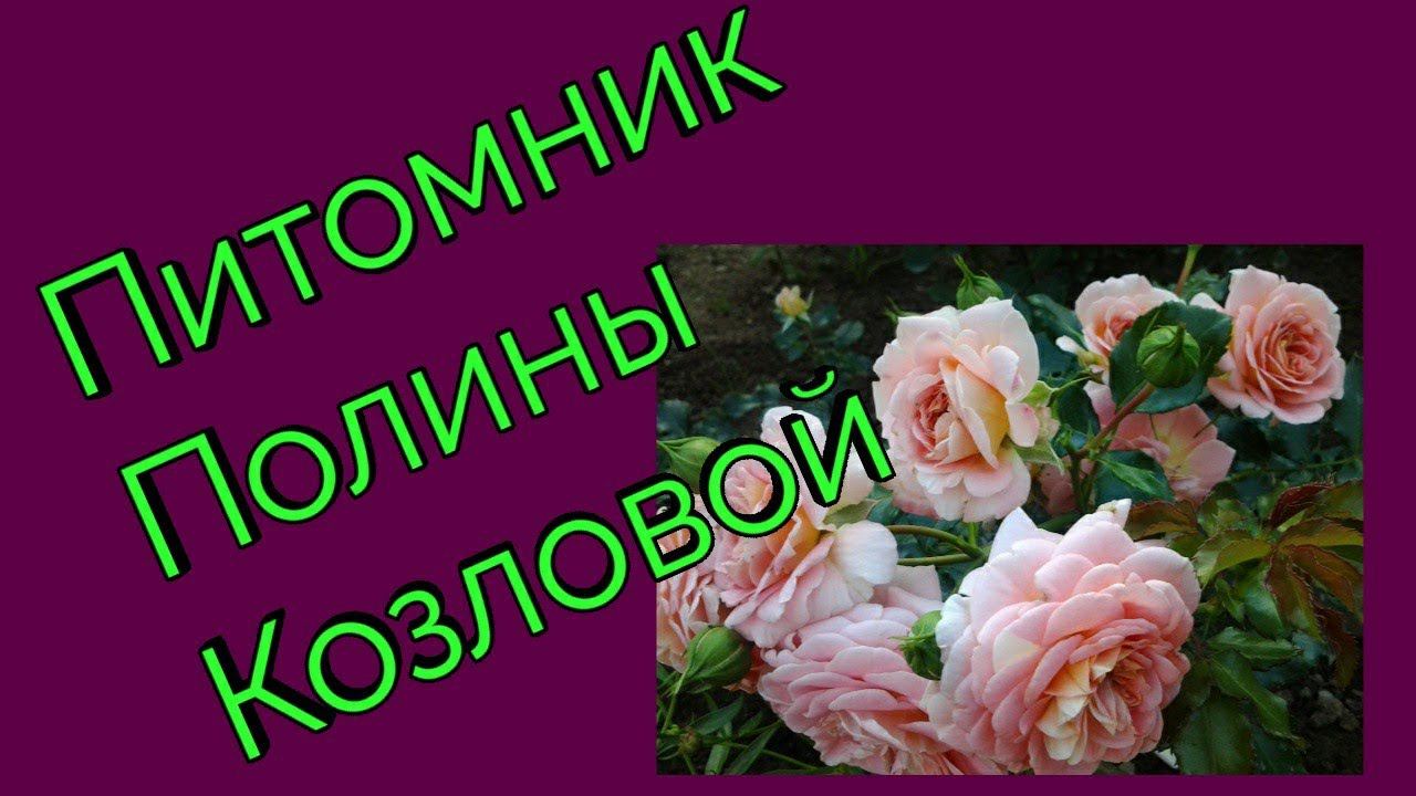 Розы Полины Козловой. Распаковка посылки. смотреть онлайн