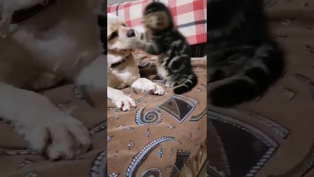 котёнок показывает кто главный в доме)