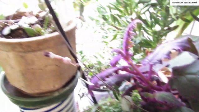 ЦЕРОПЕГИЯ Вуда. Уход и размножение. смотреть онлайн