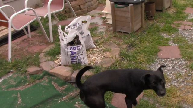 Sowing Fall Sunflowers | Joker, Chocolate Cherry and Teddy Bear Varieties | Hoss Tools смотреть онлайн