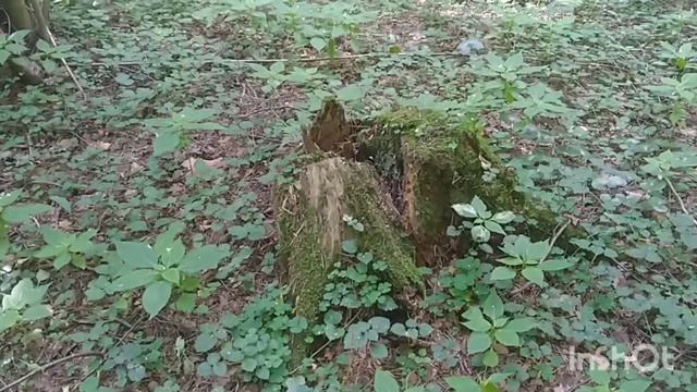Лесная видеозарисовка #10/Горски видео скица #10/Forest Video Sketch #10 30.07.2022 #лесопарк #rela смотреть онлайн