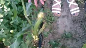 Убираем пасынки на кукурузе плюс обзор кустов на 50 день после высадки рассады