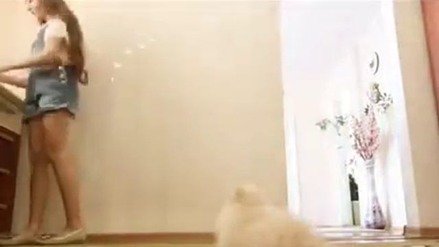 Как научить щенка команде лежать??? Дрессировка щенка шпица!!! Adi _ Tami смотреть онлайн