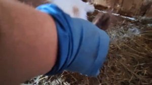 Окот козы: от подготовки до рождения козленка. Возникли сложности при окоте.