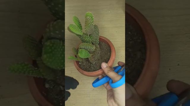 asi se reproducen las orejitas de mickey (cactus) смотреть онлайн