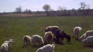 как избавится от бродячих собак