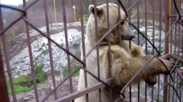 Медведь стесняется и танцует смотреть онлайн