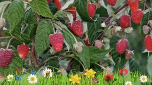 Малина ремонтантная Рубиновое Ожерелье ? Обзор: посадка и уход. крупномеры: описание и особенности