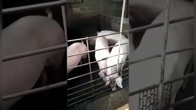 Отзыв от людей , которые кормят своих свиней мустангом ? смотреть онлайн