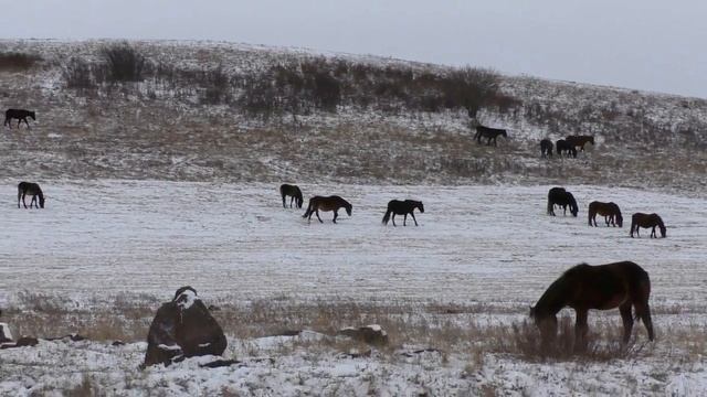 Лошади Хакасии | Horses Of Khakassia смотреть онлайн